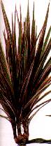 dracaena1.jpg[5783 байт]